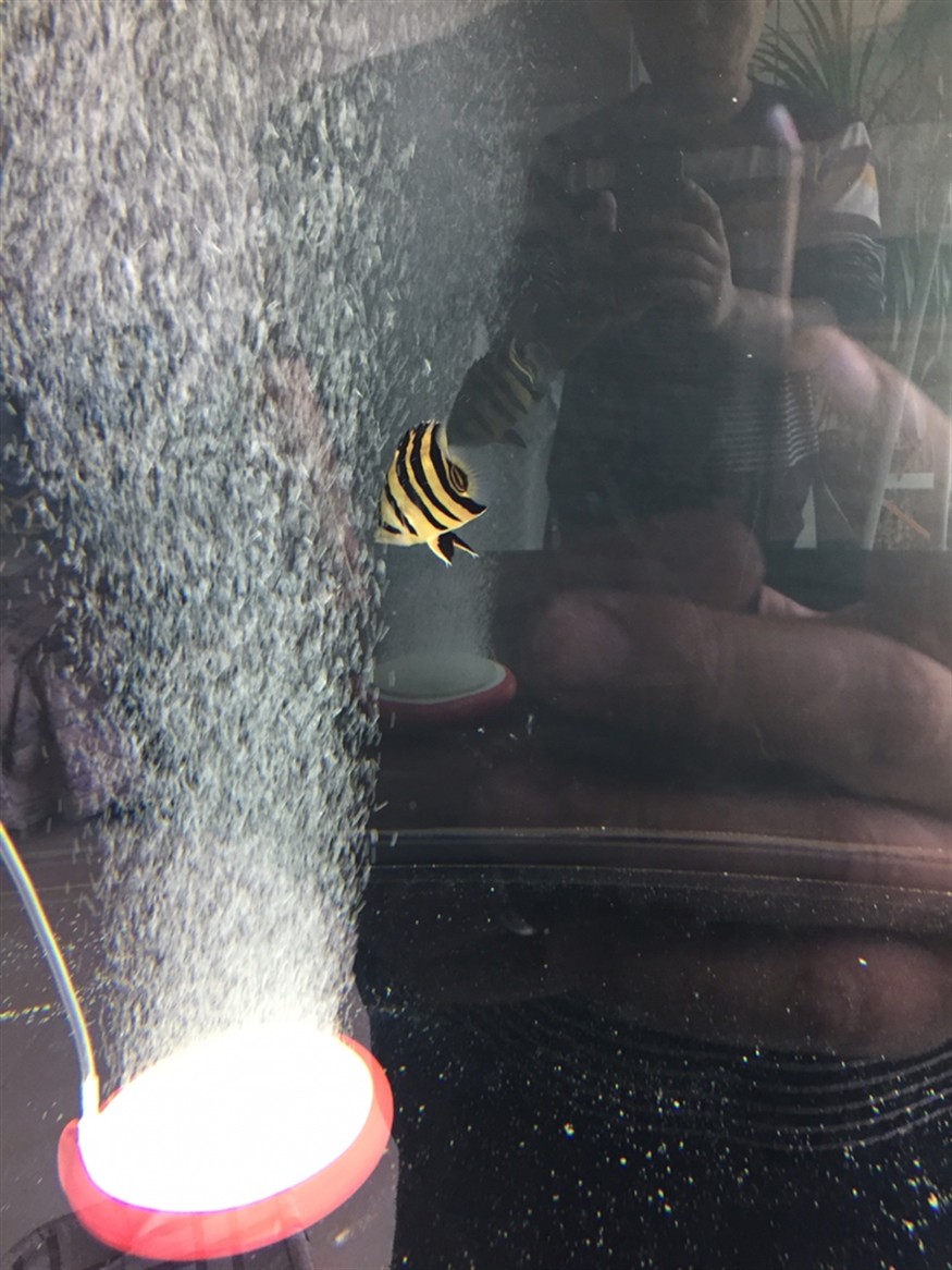 虎魚闖缸