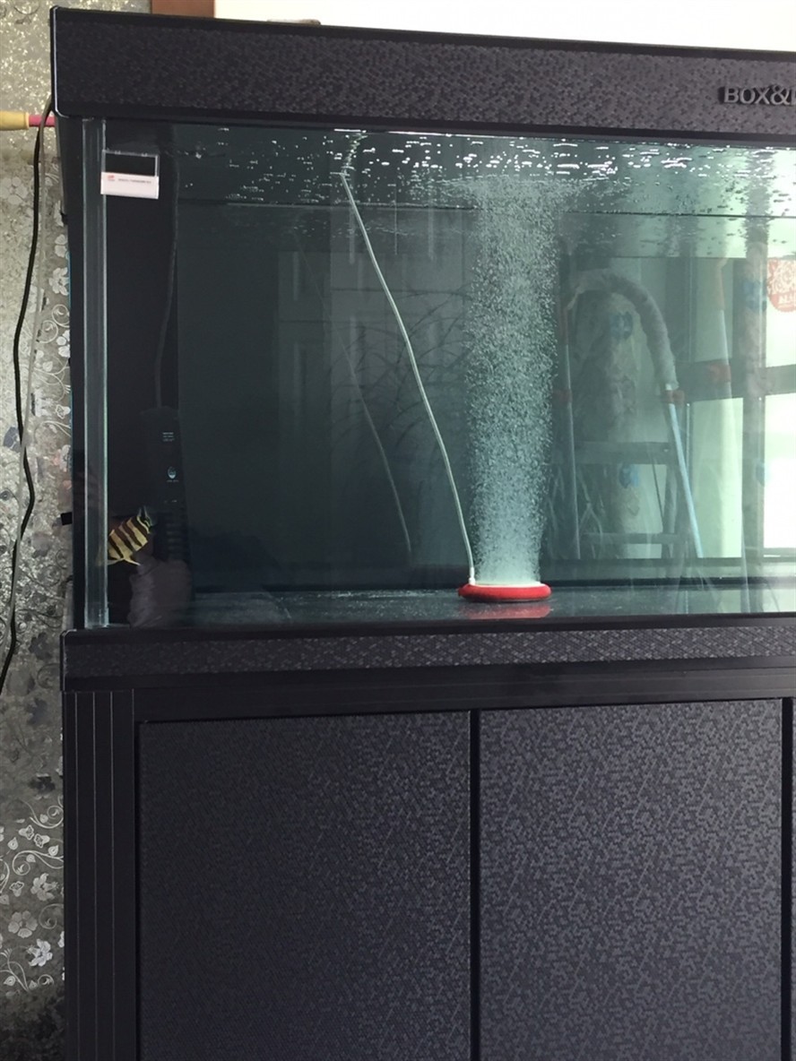 虎魚闖缸