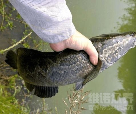 黑魚(yú)的飼養(yǎng)方法：黑魚(yú)在魚(yú)缸中的培育和欣賞