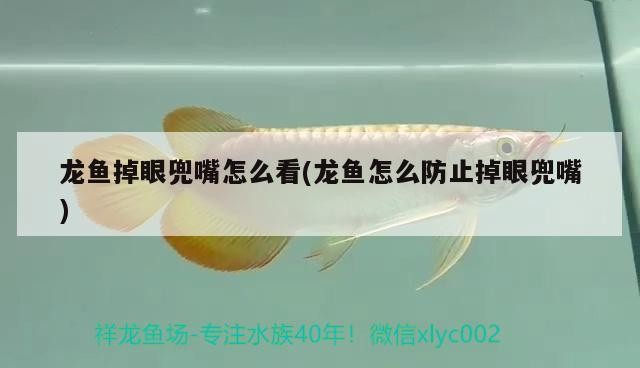 印尼虎魚怎么飼養？