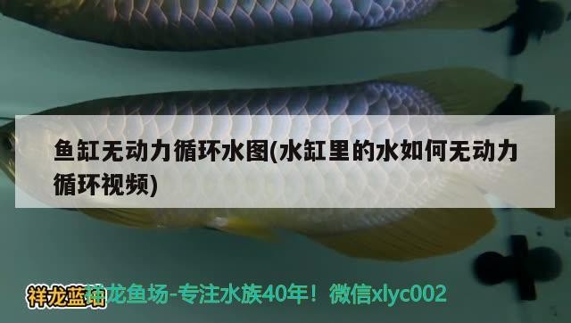 魚(yú)缸無(wú)動(dòng)力循環(huán)水圖(水缸里的水如何無(wú)動(dòng)力循環(huán)視頻)