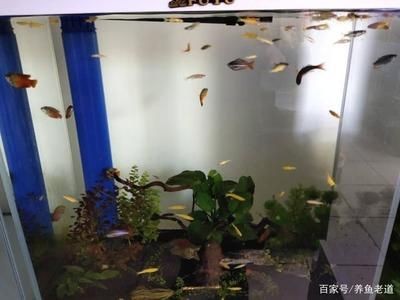 魚(yú)缸清洗底濾清洗底濾清洗魚(yú)缸的清潔誤區(qū)有哪些：如何正確清洗底濾魚(yú)缸