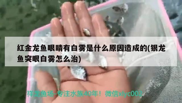 龍魚的虎斑是什么品種的圖片（龍魚的虎斑是什么品種的圖片大全） 龍魚的虎斑是什么品種的圖片（龍魚的虎斑是什么品種的圖片大全） 虎魚百科 第1張