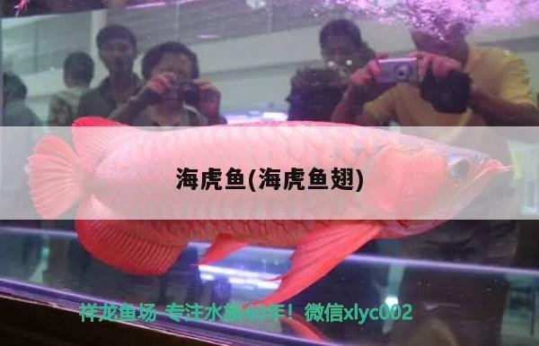 龍魚的虎斑是什么品種的圖片（龍魚的虎斑是什么品種的圖片大全） 龍魚的虎斑是什么品種的圖片（龍魚的虎斑是什么品種的圖片大全） 虎魚百科 第2張