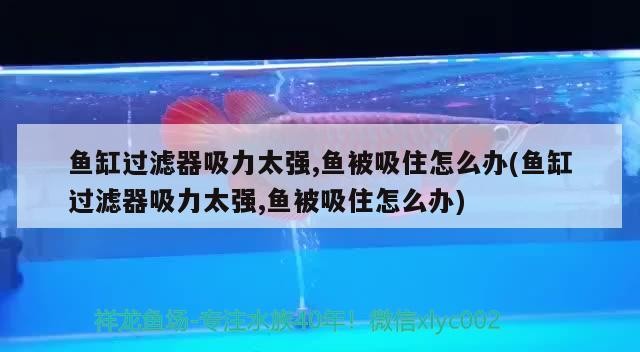 虎魚能和金龍魚一起養嗎圖片欣賞一下（虎魚可以和金龍魚一起混養嗎）