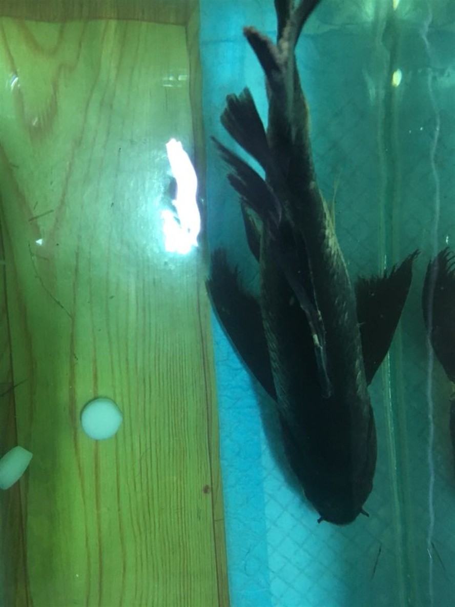 湖州水族館大神求救 湖州水族館大神求救 銀龍魚百科 第1張