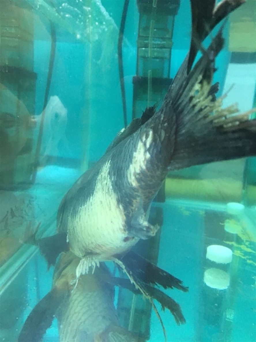 湖州水族館大神求救 湖州水族館大神求救 銀龍魚百科 第2張