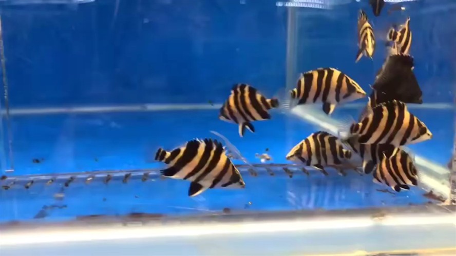 這個虎魚漂亮