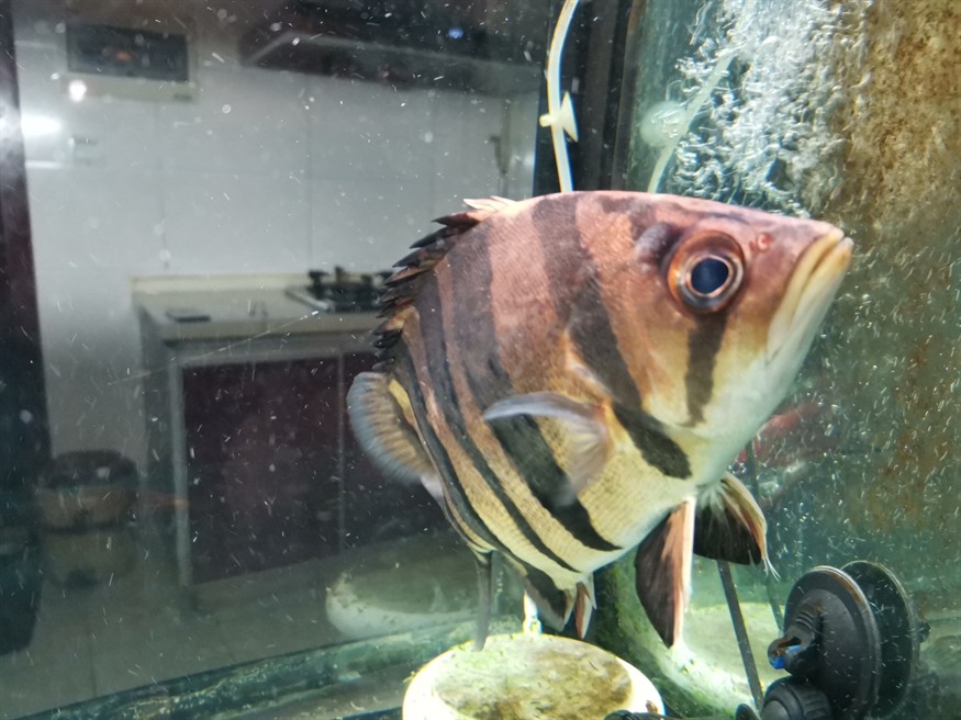 虎魚眼睛旁邊長了個包怎么治療？