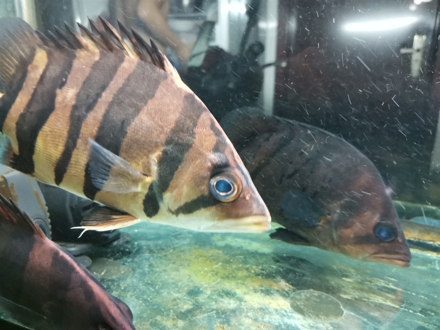 虎魚眼睛旁邊長了個包怎么治療？