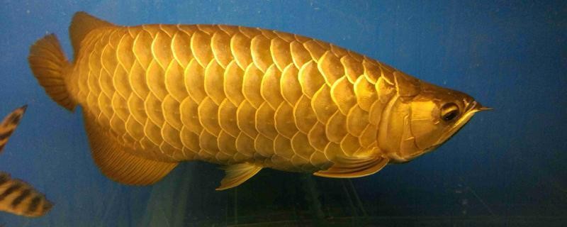 上海市普陀區(qū)曉輝水族館（上海市普陀區(qū)曉輝水族館地址）