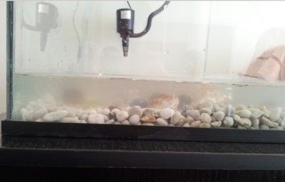 底過濾魚缸換水的幾種方式：底過濾魚缸加水是一種常見的維護操作可以通過不同方式進行