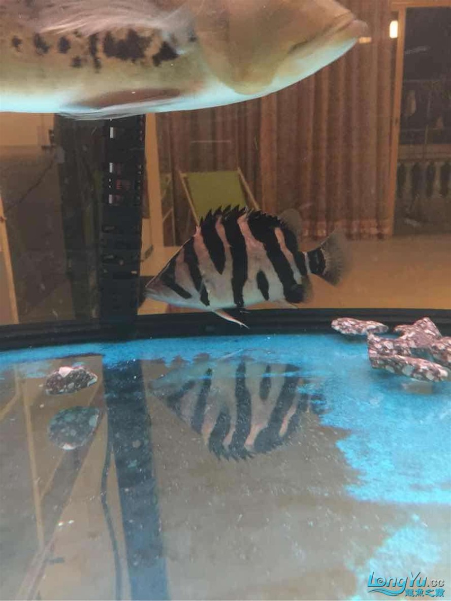 這條虎魚本人是很喜歡的有人說養這條不三不四的魚會浪費飼料錢