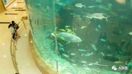 鴻通城魚缸的價格是多少：貴陽鴻通城魚缸養護秘籍了解如何正確養護魚缸
