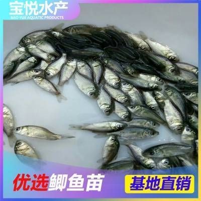 龍魚魚苗哪里批發便宜又好