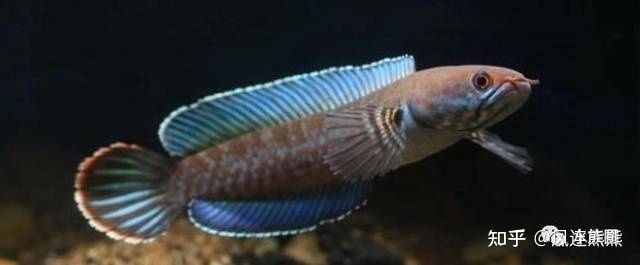 奶茶雷龍成魚多大
