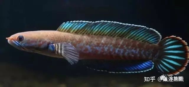 奶茶雷龍成魚多大