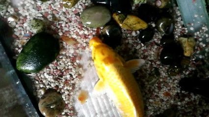 紅龍魚白點病治療期間需要停食嗎？（紅龍魚白點病治療期間多久喂一次？）