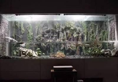 深圳魚好水族提供帝王魚缸的設(shè)計(jì)、制造、養(yǎng)護(hù)等服務(wù)：水族箱養(yǎng)護(hù)秘籍