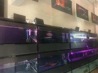 深圳魚好水族提供帝王魚缸的設(shè)計(jì)、制造、養(yǎng)護(hù)等服務(wù)：水族箱養(yǎng)護(hù)秘籍