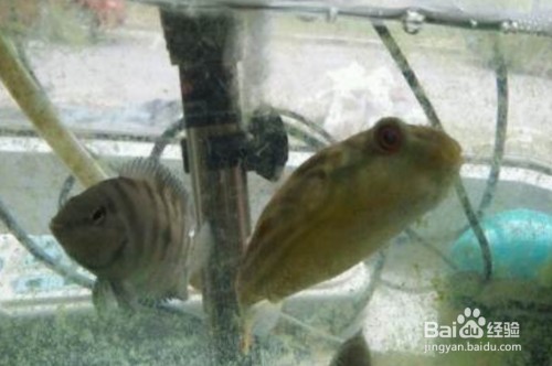 能和銀龍魚一起養的魚有哪些品種（能和銀龍魚一起養的魚有哪些品種圖片）