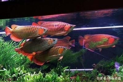 龍魚最近不愛吃食怎么回事
