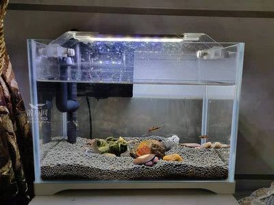 金晶魚缸質量好嗎：金晶魚缸與普通魚缸對比，金晶魚缸適用魚類推薦