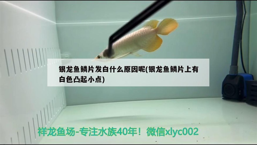 銀龍魚鱗片發白什么原因呢(銀龍魚鱗片上有白色凸起小點)