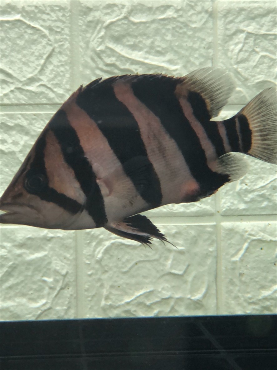 虎魚長膿包怎樣治療