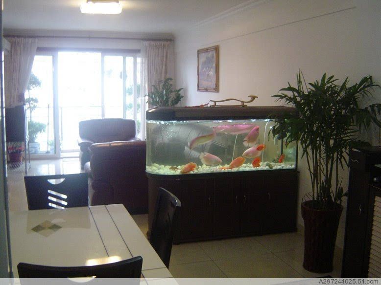 龍魚撞魚缸是什么情況