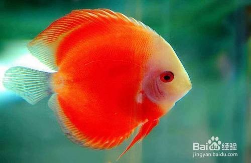 佛岡縣石角鎮鼎鑫水族店（佛岡縣石角鎮鼎鑫水族店 佛岡縣石角鎮鼎鑫水族店（佛岡縣石角鎮鼎鑫水族店 全國水族館企業名錄 第1張