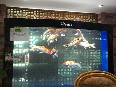 金銀龍魚價格及圖片大全大圖（金銀龍魚價格及圖片大全大圖高清）