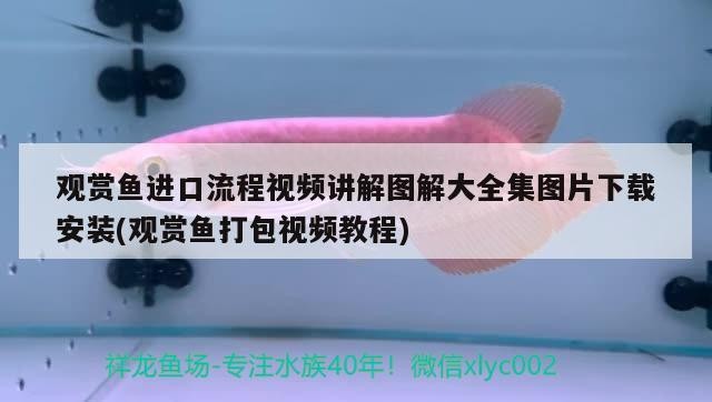 紅龍魚(yú)和虎魚(yú)混養(yǎng)視頻大全播放，紅龍魚(yú)和虎魚(yú)打架怎么辦