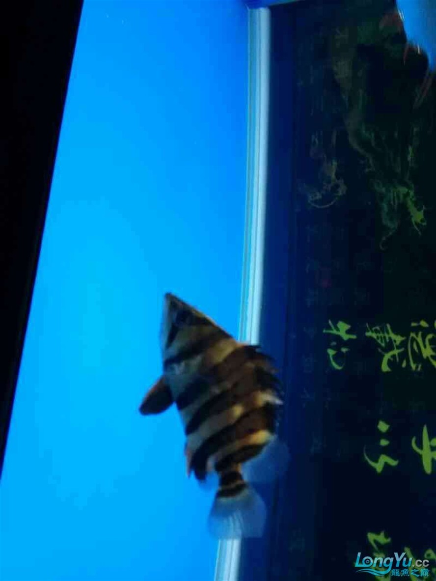 今天才入的小虎魚 大家看看能變明不 看著有點黑