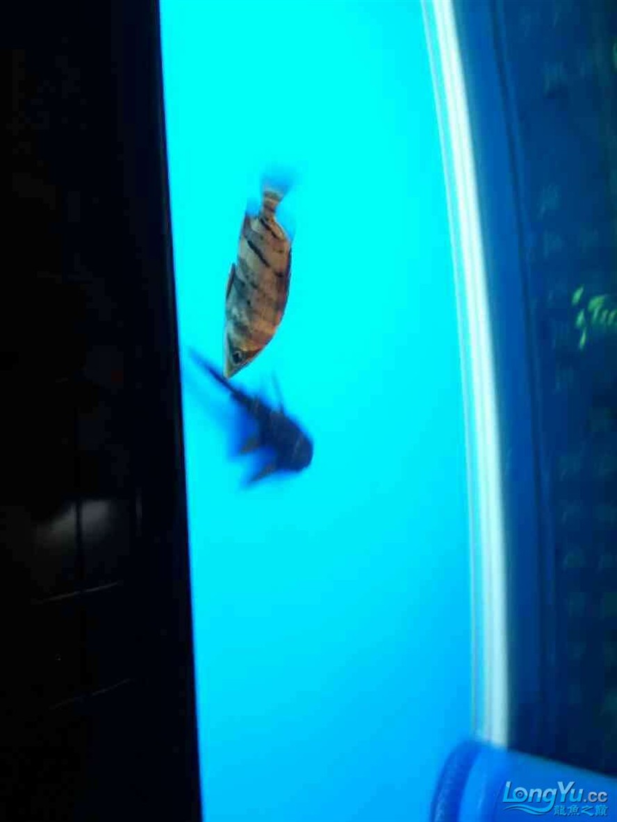 今天才入的小虎魚 大家看看能變明不 看著有點黑