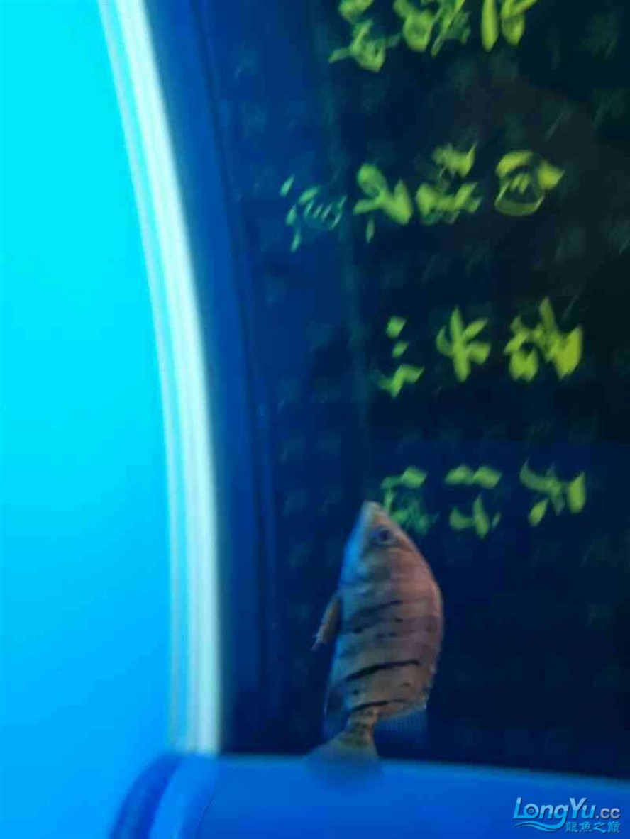 今天才入的小虎魚 大家看看能變明不 看著有點黑