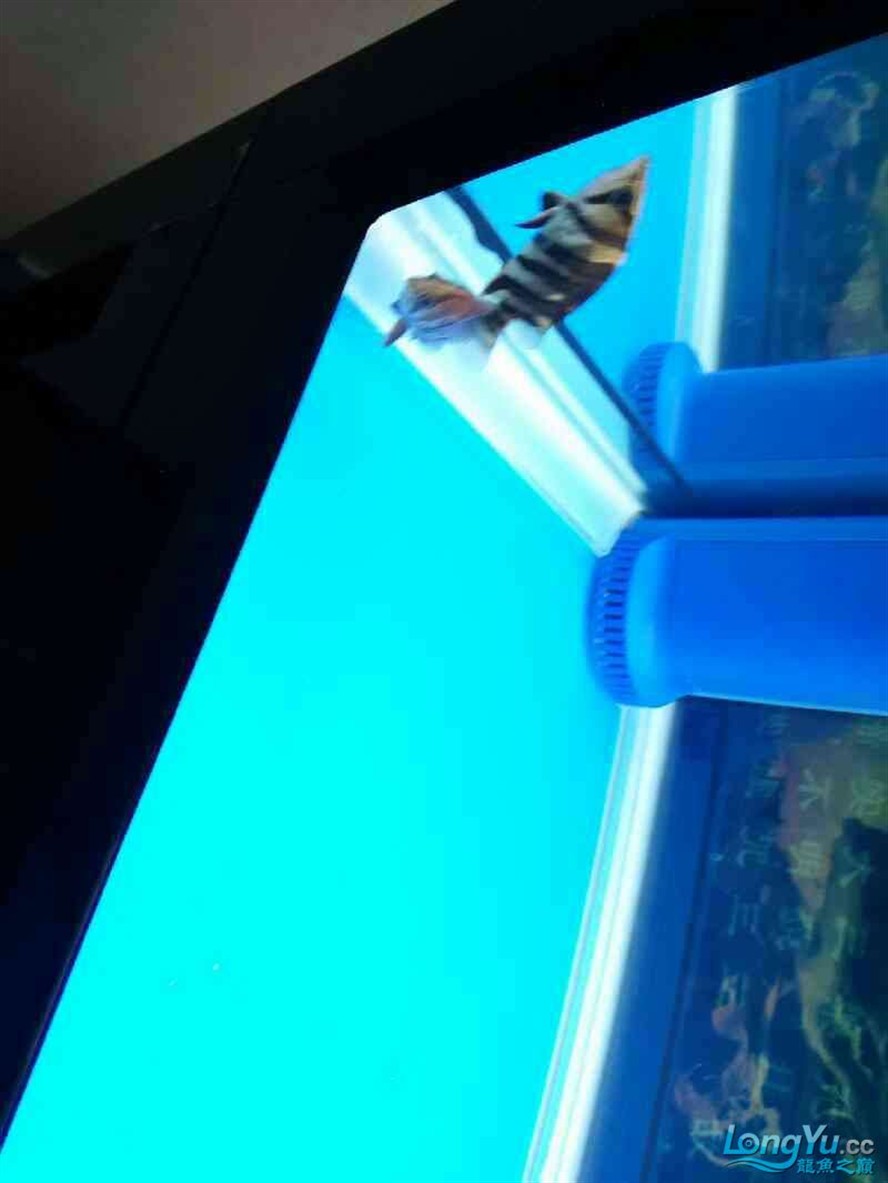 今天才入的小虎魚 大家看看能變明不 看著有點黑