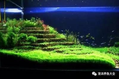 黑色背景下養(yǎng)哪種魚最佳在黑色背景下養(yǎng)哪種魚最合適：如何在黑色背景下養(yǎng)出美麗的魚