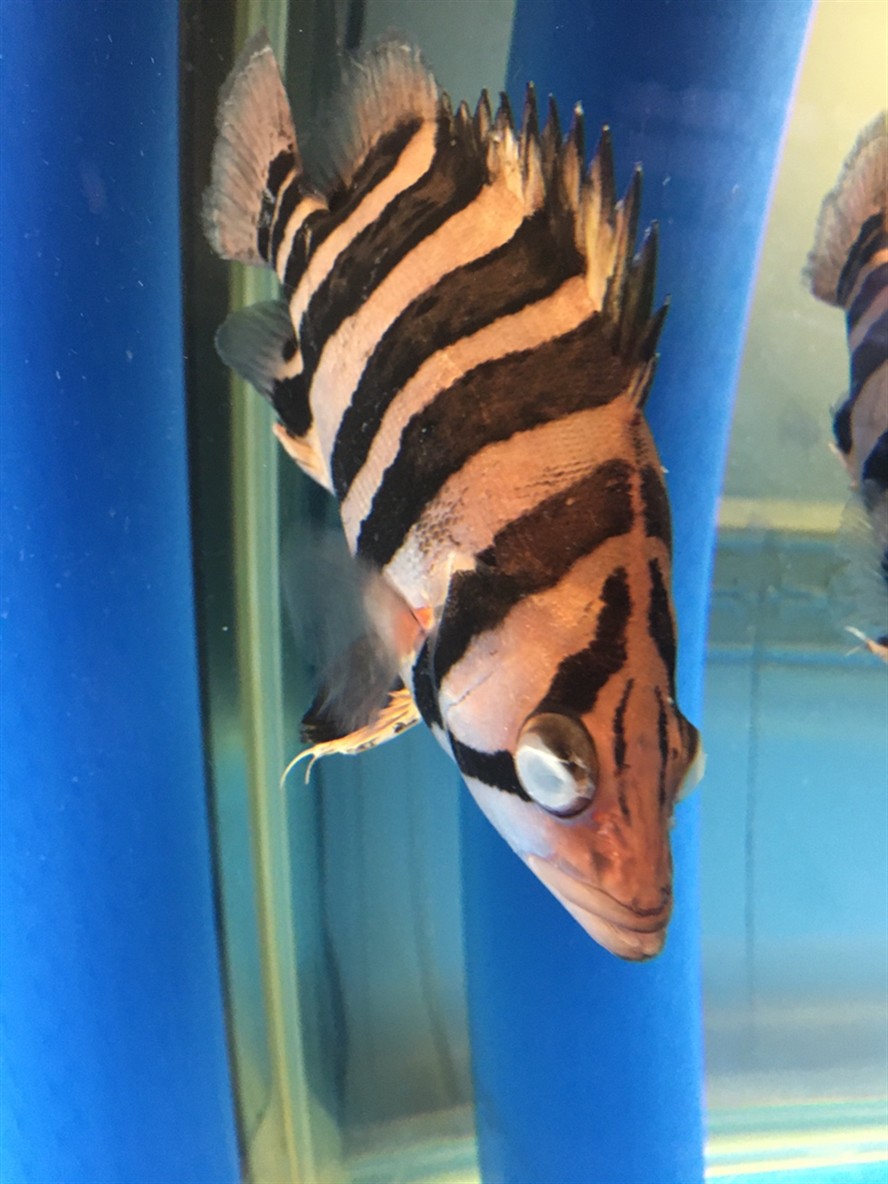 這怎回事給龍魚(yú)虎打傷
