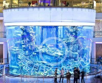 青苔水的養護秘籍:海洋世界魚缸不長青苔水的養護秘籍青苔水的養護秘籍 魚缸百科 第1張 青苔水的養護秘籍:海洋世界魚缸不長青苔水的養護秘籍青苔水的養護秘籍 青苔水的養護秘籍:海洋世界魚缸不長青苔水的養護秘籍青苔水的養護秘籍 魚缸百科 第1張