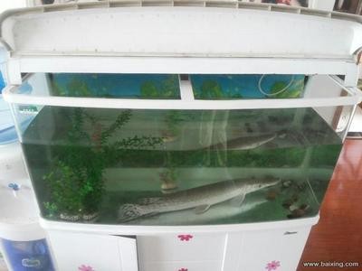 銀龍魚孵化小魚（銀龍魚孵化小魚怎么養(yǎng)）