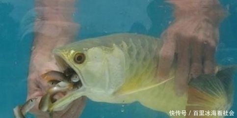 白銀龍魚圖片大全高清(白金龍魚圖片)