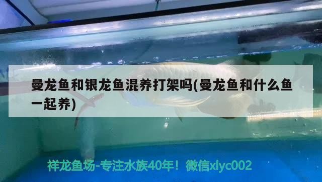 曼龍魚和銀龍魚混養(yǎng)打架嗎(曼龍魚和什么魚一起養(yǎng))