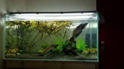 黑魚養殖在家庭養殖黑魚的技巧與挑戰家庭養魚的技巧：家庭養殖黑魚的技巧
