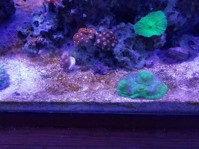 魚缸中的菌絲可能是由于水質問題的自然生長，處理方法包括以下幾個方面：如何處理魚缸中的菌絲
