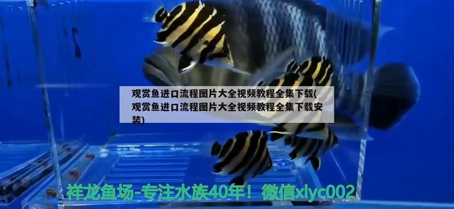紅鉆水虎魚兇嗎（紅鉆水虎苗特征） 紅鉆水虎魚兇嗎（紅鉆水虎苗特征） 虎魚百科 第2張