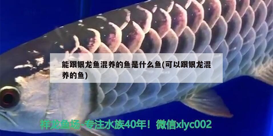 能跟銀龍魚混養的魚是什么魚(可以跟銀龍混養的魚)