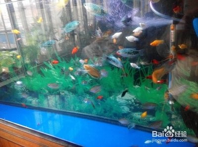 銀龍魚的養殖方法和注意事項有哪些圖片視頻大全（銀龍魚養殖方法及注意事項）