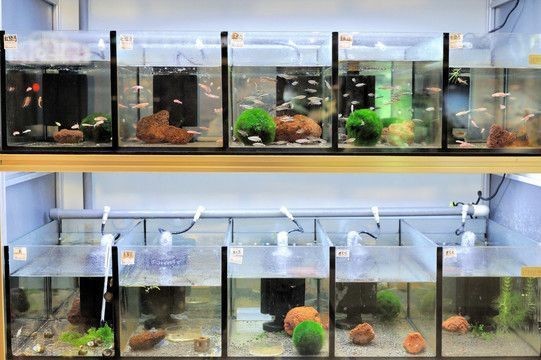 東湖區海洋花卉水族經營部（東湖區海洋花卉水族經營部地址）