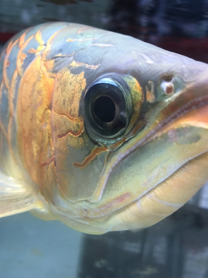求助最近龍魚眼睛喜歡蹭缸 虎魚百科 第1張 求助最近龍魚眼睛喜歡蹭缸 求助最近龍魚眼睛喜歡蹭缸 虎魚百科 第1張